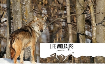 IL VENETO FUORI DA LIFE WOLFALPS