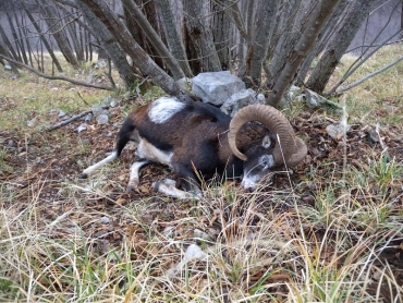 CACCIA IN APPENNINO: MUFLONI IN TOSCANA