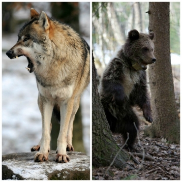 Romania: è di nuovo via libera all&#039;abbattimento di lupi ed orsi