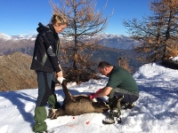 La carne di selvaggina: fra valorizzazione di un’antica risorsa e problematiche igieniche