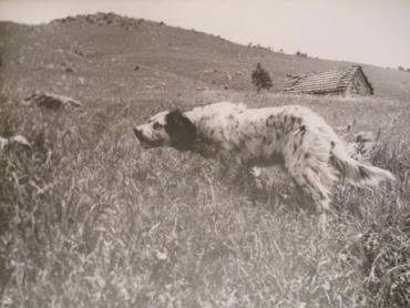 Setter Inglese, il più amato