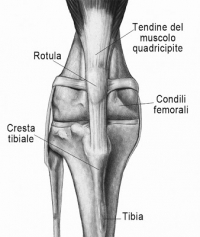 Lussazione rotulea cane