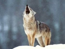 L&#039;Altopiano di Asiago dice no ai lupi