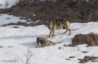 Perché la caccia deve interessarsi al lupo