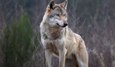 In Spagna si abbatteranno 34 lupi