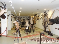 Il museo della caccia di Vadaszti  Szechenyi a Zsigmond in Ungheria