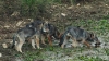 Liguria: più cuccioli di lupo, più attacchi