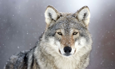 AIW interviene sul problema lupi