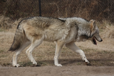 Latina: momenti di terrore per un allevatore e i suoi cani aggrediti dai lupi