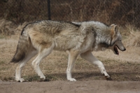 Latina: momenti di terrore per un allevatore e i suoi cani aggrediti dai lupi