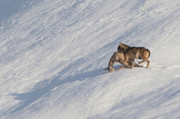 Svizzera: Il Governo Cantonale dei Grigioni chiede di ampliare il periodo di caccia al lupo