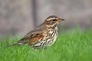 Lipu: Cinque specie cacciabili in Italia risultano minacciate nel nuovo rapporto Birdlife