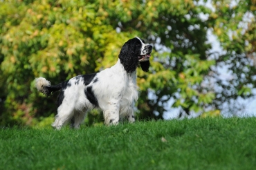 Spaniel e beccacce