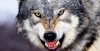 Video eccezionale: 11 lupi in Valle d&#039;Aosta