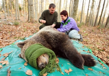 La Slovenia autorizza la caccia a 93 orsi e 10 lupi