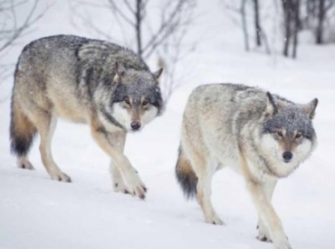 DAL 1 GENNAIO IN NORVEGIA SI CACCIA IL LUPO