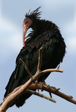 Ambiente: anche quest&#039;anno la migrazione autunnale degli ibis eremita è iniziata!