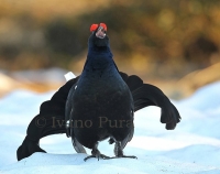 Galliformi alpini e sport invernali