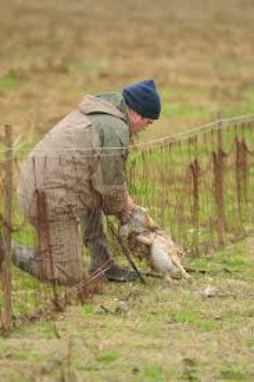 Animalisti aggrediscono i volontari impegnati nelle catture delle lepri