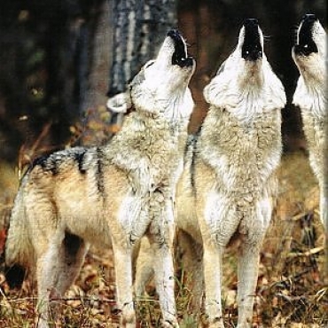 Grosseto: Per gli animalisti non è il lupo ad attaccare le greggi