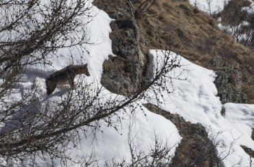 Norvegia: abbattete il 70% dei lupi