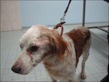 Le malattie dei nostri cani: Leshmaniosi