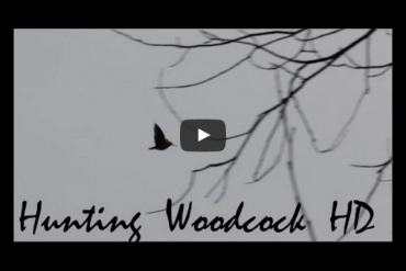 Hunting Woodcock 2014, Caccia alla Beccaccia, Chasse à la Béccase