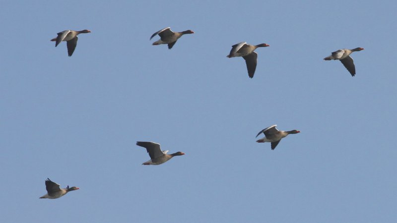 Greylag Goose Anser anser 8