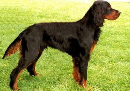 Setter Gordon