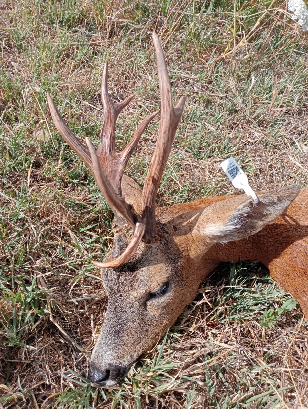 WhatsApp Image 2026 03 17 at 15.58.21 4 1