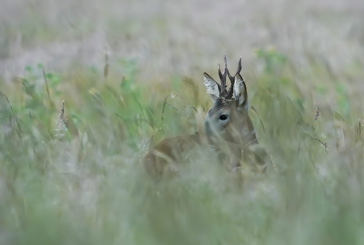 capriolo1