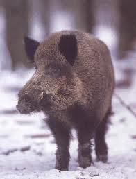 cinghiale