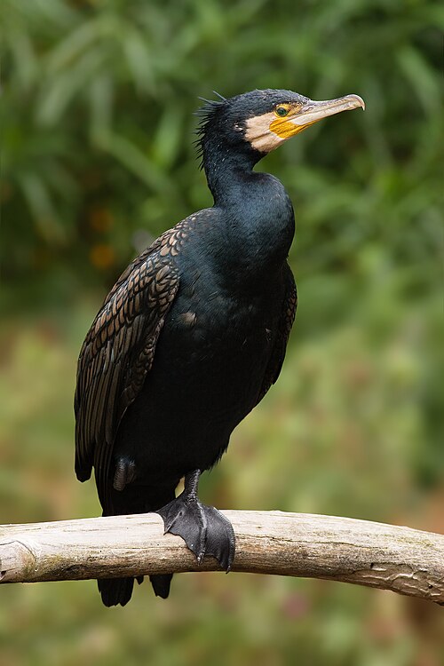 cormorano