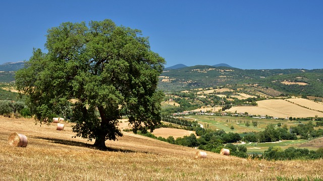 maremma 2