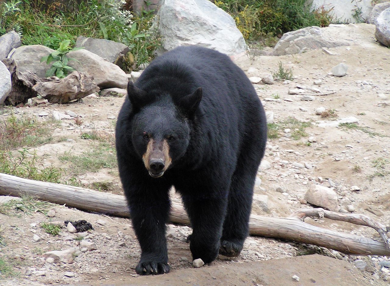 orso nero