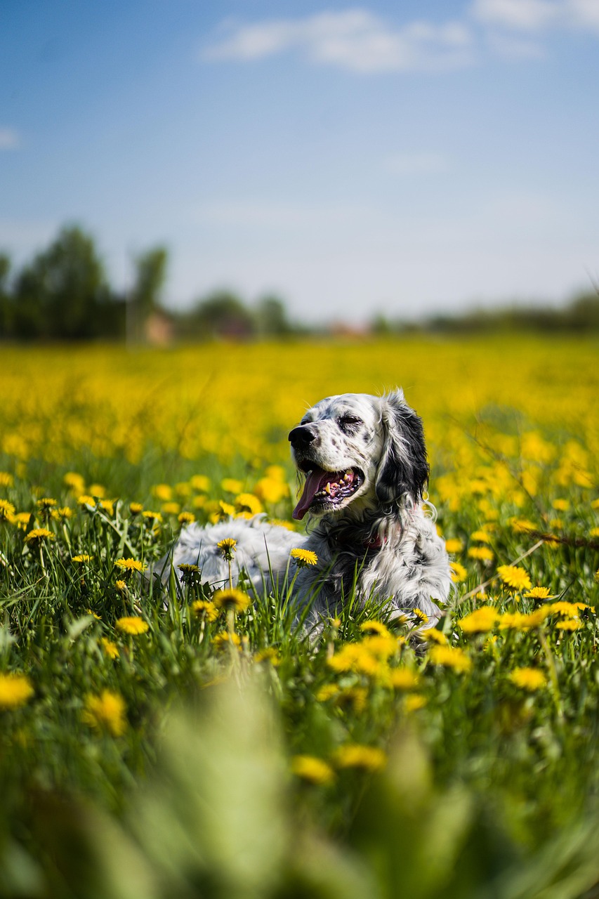 setter inglese