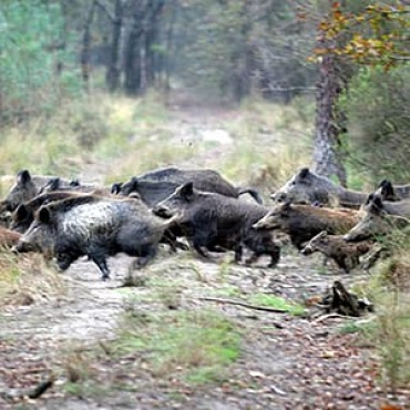 SARDEGNA: TROVATO UN ALTRO CINGHIALE POSITIVO ALLA TRICHINELLA, L'ASSESSORATO ALLA SANITÀ, UDP E IZS RINNOVANO L'APPELLO PER IL CONSUMO DI CARNI E SALUMI CONTROLLATI