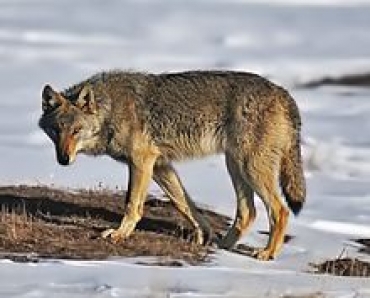 LUPI: VENETO AVVIA PROGETTO SPERIMENTALE MONITORAGGIO CON RADIOCOLLARE