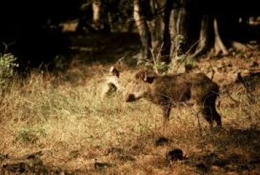 SONDRIO: SOSPESA LA CACCIA SPERIMENTALE AL CINGHIALE