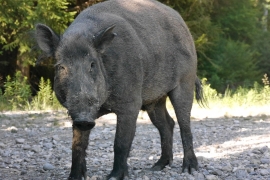 Cinghiale: Ad Imperia al via gli abbattimenti