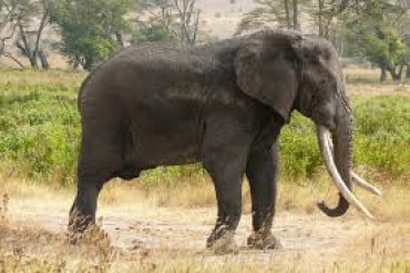 Tanzania: condannato a 12 "Il Diavolo"