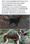 Appello: Spariti in  zona lago di Bracciano, aiutateci a ritrovarli!!!