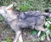 LUPO INVESTITO NEL SAVONESE