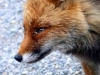 Brescia: Il Tar sospende la caccia alla volpe su richiesta degli estremisti animalisti