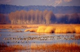 Toscana: il Sindaco di Fucecchio interviene in difesa dei cacciatori sulla sospensione del Calendario. Legambiente lo attacca e lui replica.