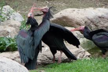 Attenti all'Ibis Eremita