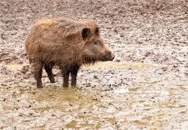 CCT: IL MISTERO DELLE NUOVE AREE VOCATE AL CINGHIALE