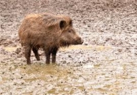 CCT: IL MISTERO DELLE NUOVE AREE VOCATE AL CINGHIALE