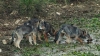 Liguria: più cuccioli di lupo, più attacchi