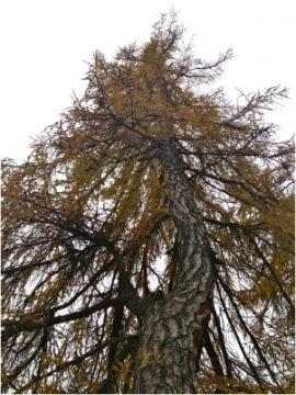 Il Larice (Larix decidua)